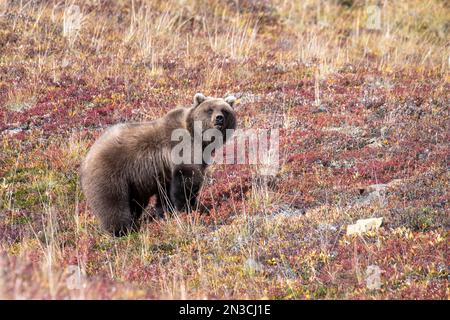 Portrait d'un grizzli (Ursus arctos horribilis) marchant à travers la végétation colorée de l'automne sur la toundra en automne Banque D'Images