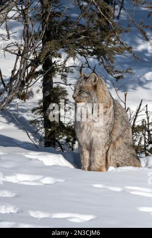 Lynx (Lynx canadensis) assis debout dans la neige ; Denali National Park, Alaska, États-Unis d’Amérique Banque D'Images