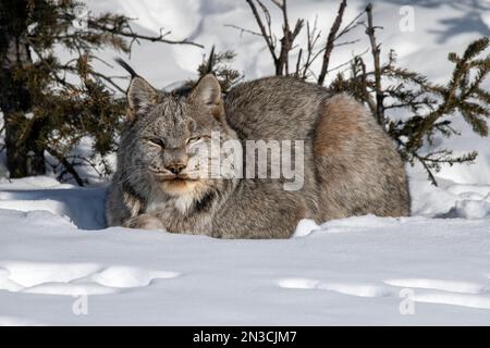 Lynx (Lynx canadensis) regarde la caméra en se reposant dans la neige ; Denali National Park, Alaska, États-Unis d'Amérique Banque D'Images