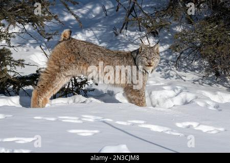 Lynx (Lynx canadensis) regardant la caméra et s'étirant pendant qu'elle s'élève de son lieu de repos enneigé Banque D'Images
