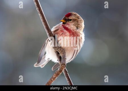 Gros plan d'un Redpoll commun (Acanthis flammea) perché sur une branche regardant sur le côté ; Fairbanks, Alaska, États-Unis d'Amérique Banque D'Images