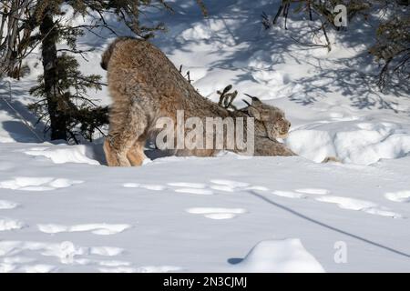 Lynx (Lynx canadensis) s’étire à mesure qu’il s’élève de son lieu de repos enneigé ; Denali National Park, Alaska, États-Unis d’Amérique Banque D'Images