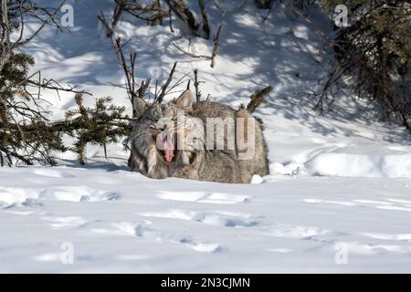 Lynx (Lynx canadensis) bâille alors qu’il repose dans la neige ; Denali National Park, Alaska, États-Unis d’Amérique Banque D'Images