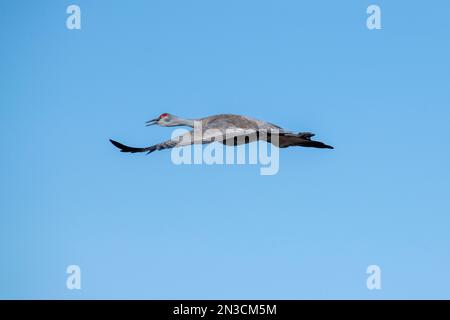 Grue de sable (Antigone canadensis) volant contre un ciel bleu au-dessus du refuge migratoire de sauvagine de Creamer's Field Banque D'Images