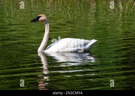 Cygne trompettiste (Cygnus buccinator) nageant dans le lac Wander au sanctuaire faunique de Wedgewood ; Fairbanks, Alaska, États-Unis d'Amérique Banque D'Images