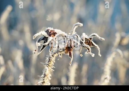 Givre sur les hanches roses (Rosa); Sitka, Alaska, États-Unis d'Amérique Banque D'Images