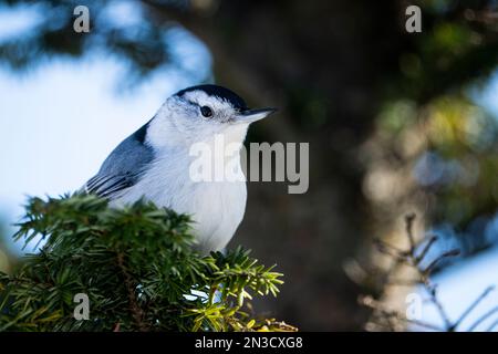 Nuthatch à la poitrine blanche perchée dans un arbre dans un parc national. Banque D'Images