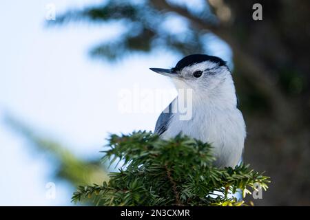 Nuthatch à la poitrine blanche perchée dans un arbre dans un parc national. Banque D'Images