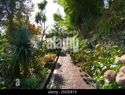 Jardin de fleurs, jardins tropicaux, Funchal, Madère Banque D'Images