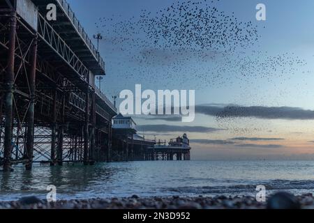 La Murmuration annuelle de Starling a lieu au-dessus de Brighton Pier sur la côte sud de l'Angleterre ; Brighton, East Sussex, Angleterre, Royaume-Uni Banque D'Images