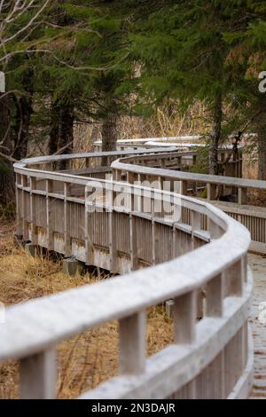 Chemin de promenade sinueux en bois traversant le sentier de la glace bleue dans la vallée du Portage à la forêt nationale de Chugach; Alaska, États-Unis d'Amérique Banque D'Images