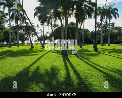 Palmiers (Arecaceae) projetant des ombres sur le parc herbeux de la région de Wakiki à Honolulu ; Honolulu, Oahu, Hawaï, États-Unis d'Amérique Banque D'Images