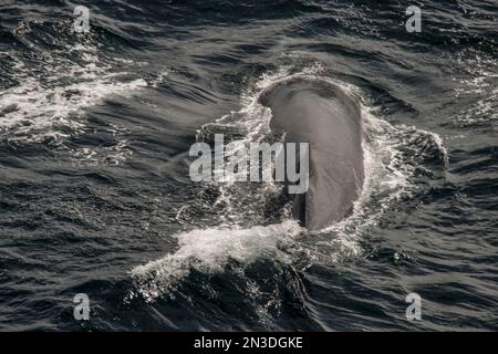 Gros plan d'une baleine Sei (Balaenoptera borealis) faisant surface pour respirer à l'entrée du chenal Beagle en Antarctique ; Antarctique Banque D'Images