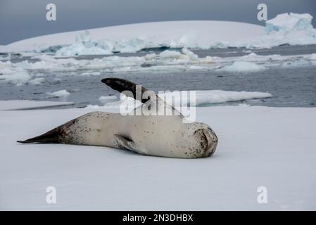 Portrait de léopard de mer (Hydrurga leptonyx) reposant sur la banquise de l'île Booth de l'Antarctique ; Antarctique Banque D'Images