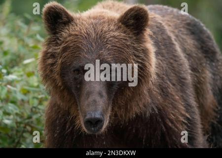 Portrait en gros plan d'un grizzli (Ursus arctos horribilis); Atlin, Colombie-Britannique, Canada Banque D'Images