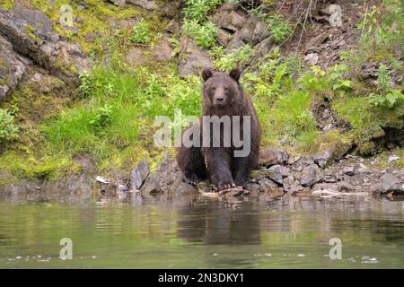 Gros plan d'un grizzli (Ursus arctos horribilis) au bord de la rivière; Atlin, Colombie-Britannique, Canada Banque D'Images