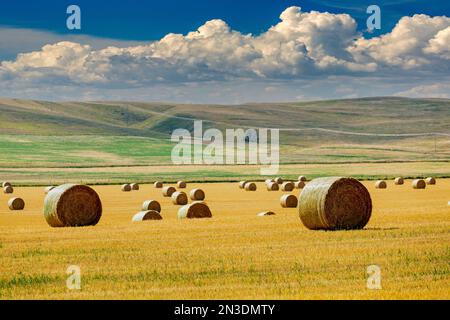 Balles rondes de foin dans un champ avec des collines ondulantes, des nuages spectaculaires et un ciel bleu en arrière-plan; au sud de Longview, Alberta, Canada Banque D'Images