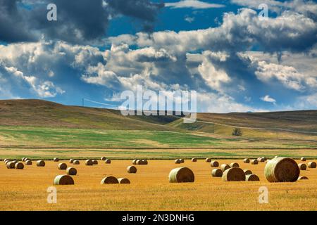 Balles rondes de foin dans un champ avec des collines ondulantes, des nuages spectaculaires et un ciel bleu en arrière-plan; au sud de Longview, Alberta, Canada Banque D'Images