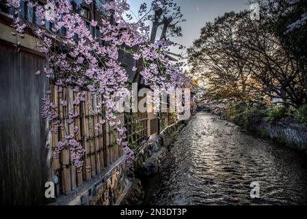 Les cerisiers fleurissent le long du canal Shirakawa, dans le quartier de Gion à Kyoto, un quartier historique de la ville où se trouve la culture traditionnelle de Geisha. Shirakawa, ... Banque D'Images
