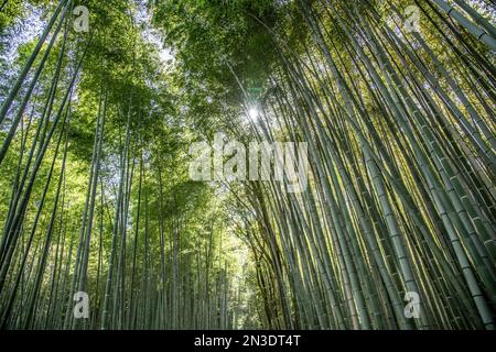 Bambous (Bambusa) dans la forêt de Sagano à Kyoto, l'un des sites les plus photographiés de la ville. Il est situé au nord-ouest de Kyoto au Japon n... Banque D'Images