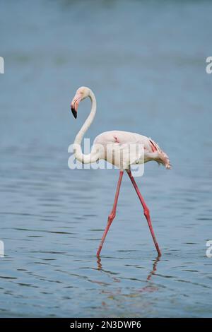 Portrait d'une grande faune flamingos (Phoenicopterus roseus), debout dans l'eau du Parc naturel régional de Camargue; Camargue, France Banque D'Images