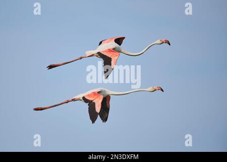 Deux plus grandes espèces de Flamingos (Phoenicopterus roseus), volant en plein air contre un ciel bleu dans le Parc naturel régional de Camargue Banque D'Images