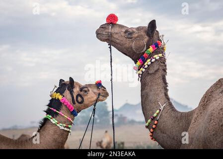 Camels (Camelus) à la foire de Camel de Puskar; Pushkar, Rajasthan, Inde Banque D'Images
