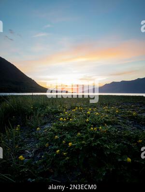 Des fleurs sauvages jaunes fleurissent le long des terres humides tandis que le soleil se couche derrière l'horizon silhoueté avec une lueur dorée au-dessus du ruisseau de Résurrection de Turnag... Banque D'Images