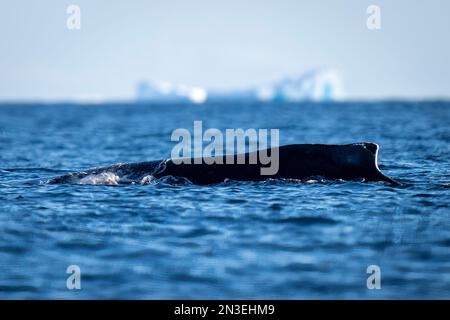 Le rorqual à bosse (Megaptera novaeangliae) fait surface près d'un iceberg au soleil au large de l'île Enterprise ; baie Wilhelmina, Antarctique Banque D'Images