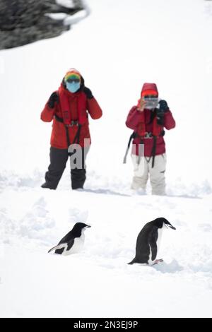 Deux manchots à jugulaire (Pygoscelis antarcticus) marchant devant des photographes debout dans la neige, visite touristique ; Orne Harbour, Antarctique Banque D'Images