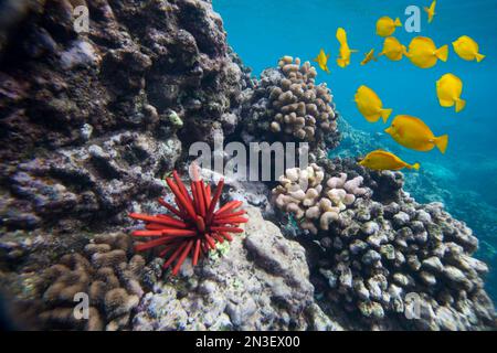 Corail dur, Tang jaune (Zebrasoma flavescens) et oursin crayon (Heterocentrotus Mammillatus), sous l'eau près de la Perousse Banque D'Images