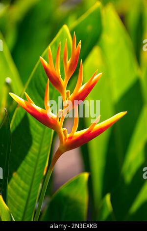 Gros plan de la spectaculaire fleur de l'Heliconia Nickeriensis ou de l'oiseau de paradis (Heliconiaceae); Paia, Maui, Hawaii, États-Unis d'Amérique Banque D'Images