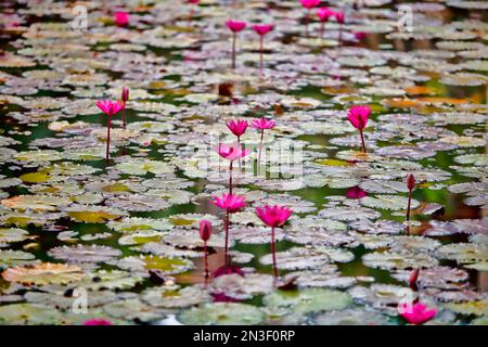 Gros plan des nénuphars roses (Nymphaea) émergeant à travers les nénuphars dans un étang serein ; Kauai, Hawaï, États-Unis d'Amérique Banque D'Images