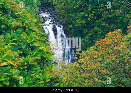 Forêt tropicale le long des chutes Nanue et des tulipes africaines (Spathodea campanulata) avec des fleurs d'oranger près de Hilo sur la côte Hamakua Banque D'Images