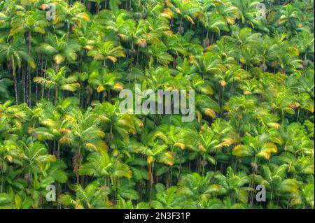 Forêt tropicale près des chutes de Nanue avec des palmiers (Arecaceae) couvrant la colline sur la côte Hamakua Banque D'Images