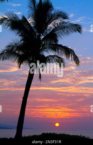 Silhouette d'un seul palmier avec le soleil doré couchant sous des nuages roses et violets ; Makena, Maui, Hawaï, États-Unis d'Amérique Banque D'Images