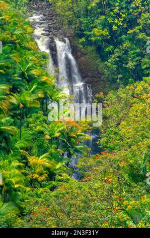 Forêt tropicale le long des chutes Nanue et des tulipes africaines (Spathodea campanulata) avec des fleurs d'oranger près de Hilo sur la côte Hamakua Banque D'Images