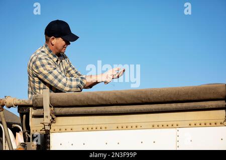 Un agriculteur vérifie les semences de canola dans un transporteur de grains et surveille la fin de la récolte d'automne avant de les transporter vers un lieu d'entreposage Banque D'Images