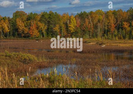 Cygnes trompettes sur le lac Little Clam, dans le nord du Wisconsin. Banque D'Images