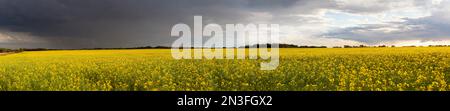 Vue panoramique du paysage d'une récolte de canola en pleine floraison au coucher du soleil pendant une tempête ; Namao, Alberta, Canada Banque D'Images