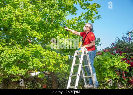 Homme âgé debout sur une échelle en métal tout en pulvérisant de l'insecticide sur les plantes de son jardin. Banque D'Images