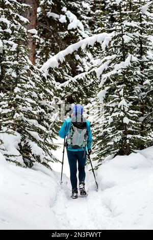 Raquettes féminines sur un sentier enneigé avec des verges enneigés dans le parc national Banff; Lake Louise, Alberta, Canada Banque D'Images