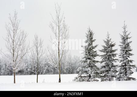 Groupes dépolis d'arbres à feuilles persistantes et de tremble sur un champ enneigé; Calgary, Alberta, Canada Banque D'Images