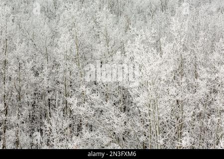 Gros plan d'une forêt d'arbres dépolis sur une colline; Calgary, Alberta, Canada Banque D'Images