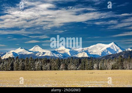 Chaîne de montagnes Rocheuses enneigée avec une rangée dépolie d'arbres à feuilles persistantes, champ de chaume avec un troupeau de bernaches du Canada, ciel bleu et nuages, à l'ouest de C.. Banque D'Images