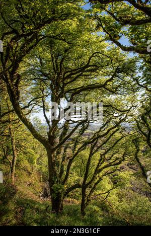 Arbres au-dessus du Lough Hyne au printemps ; West Cork, Irlande Banque D'Images