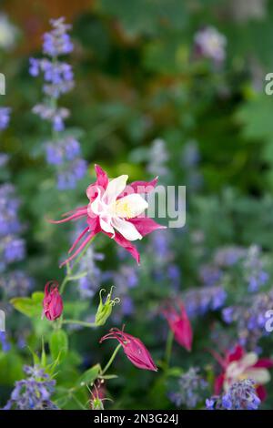 Columbine fleurit dans un jardin ; Winter Park, Colorado, États-Unis d'Amérique Banque D'Images