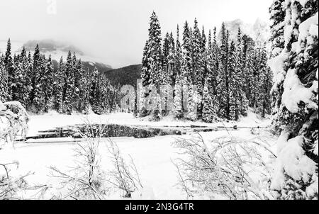 Image en noir et blanc d'un ruisseau partiellement gelé avec de l'eau libre près du lac Emerald en hiver dans les montagnes Rocheuses du parc national Yoho Banque D'Images