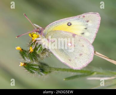 Le papillon de soufre orange se nourrit de fleurs. Mt Diablo, Contra Costa County, Californie. Banque D'Images