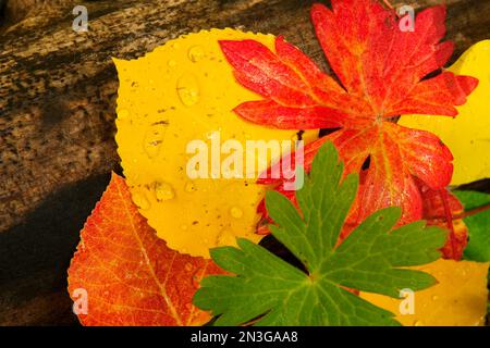 Un gros plan des feuilles d'automne. Banque D'Images